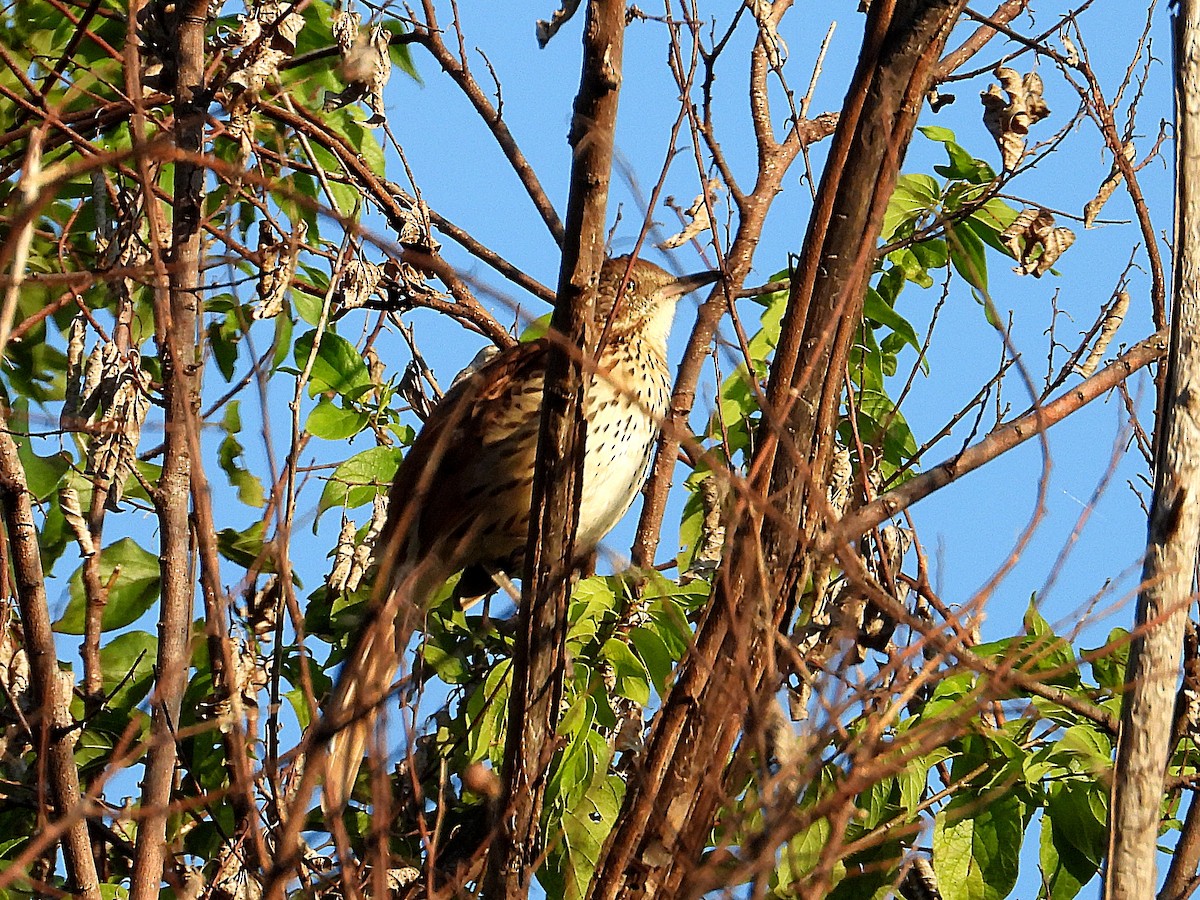 Brown Thrasher - ML641618652