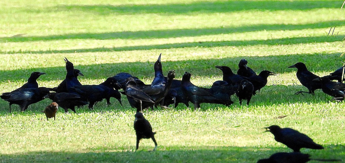 Boat-tailed Grackle - ML641618669