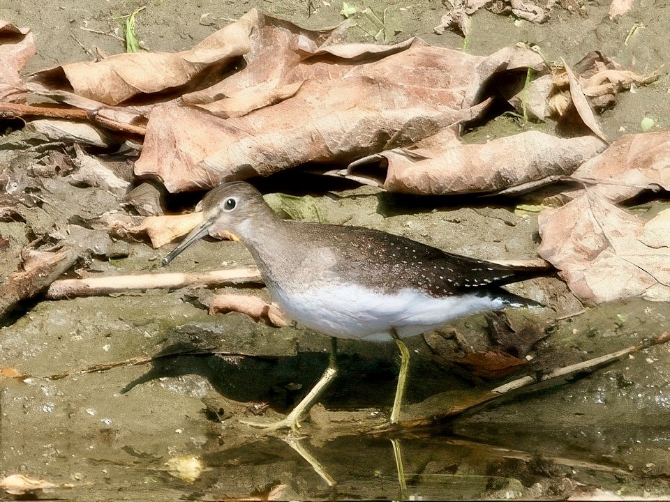 Solitary Sandpiper - ML641618672