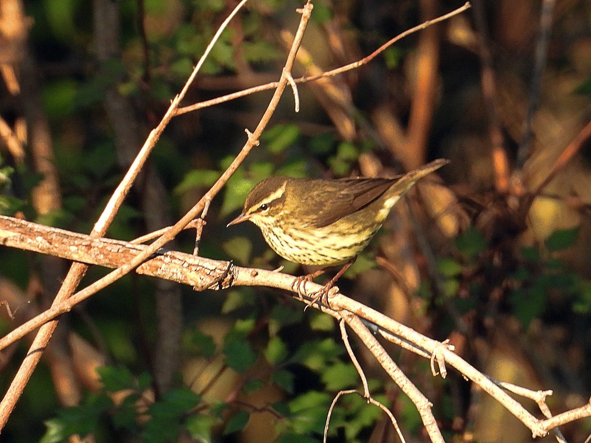Northern Waterthrush - ML641618673