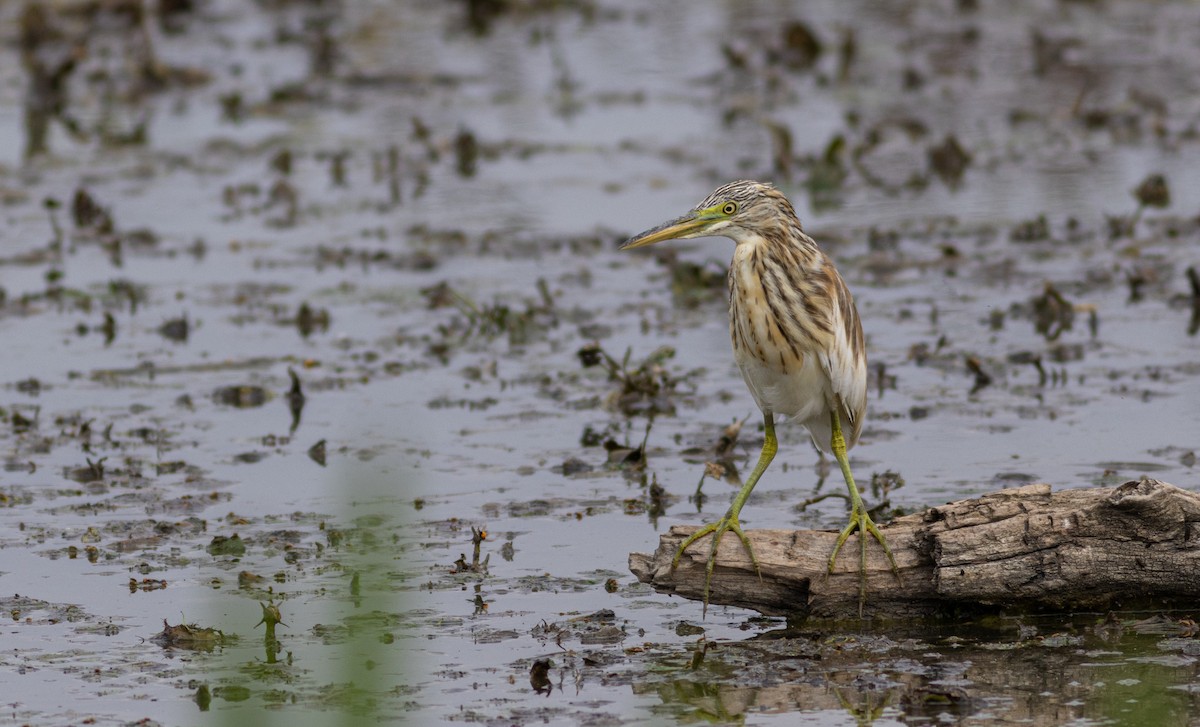 Squacco Heron - ML641618681