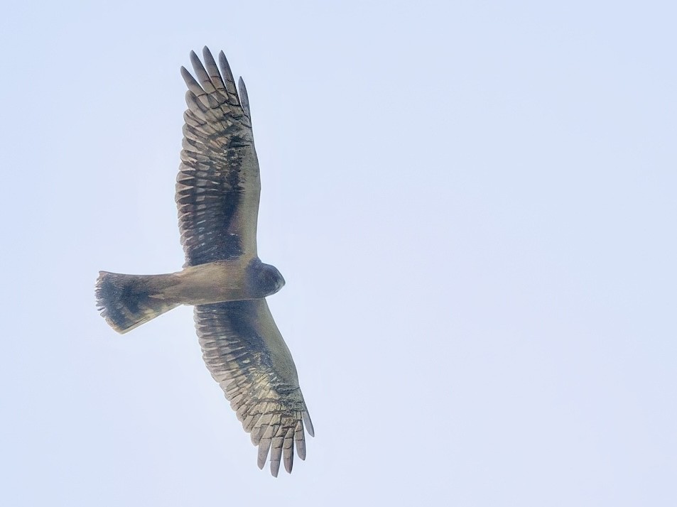 Northern Harrier - ML641618682