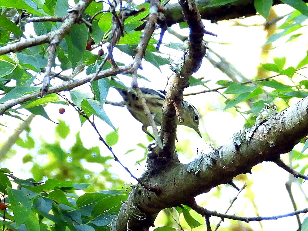 Black-and-white Warbler - ML641618696