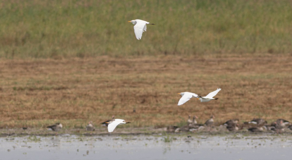 Western Cattle-Egret - ML641618706