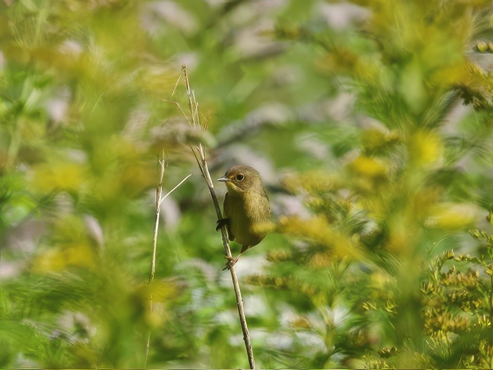 Common Yellowthroat - ML641618707