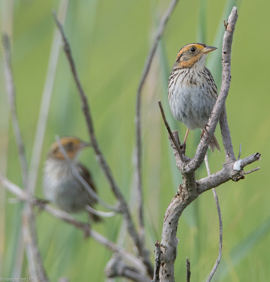 Saltmarsh Sparrow - ML64161871