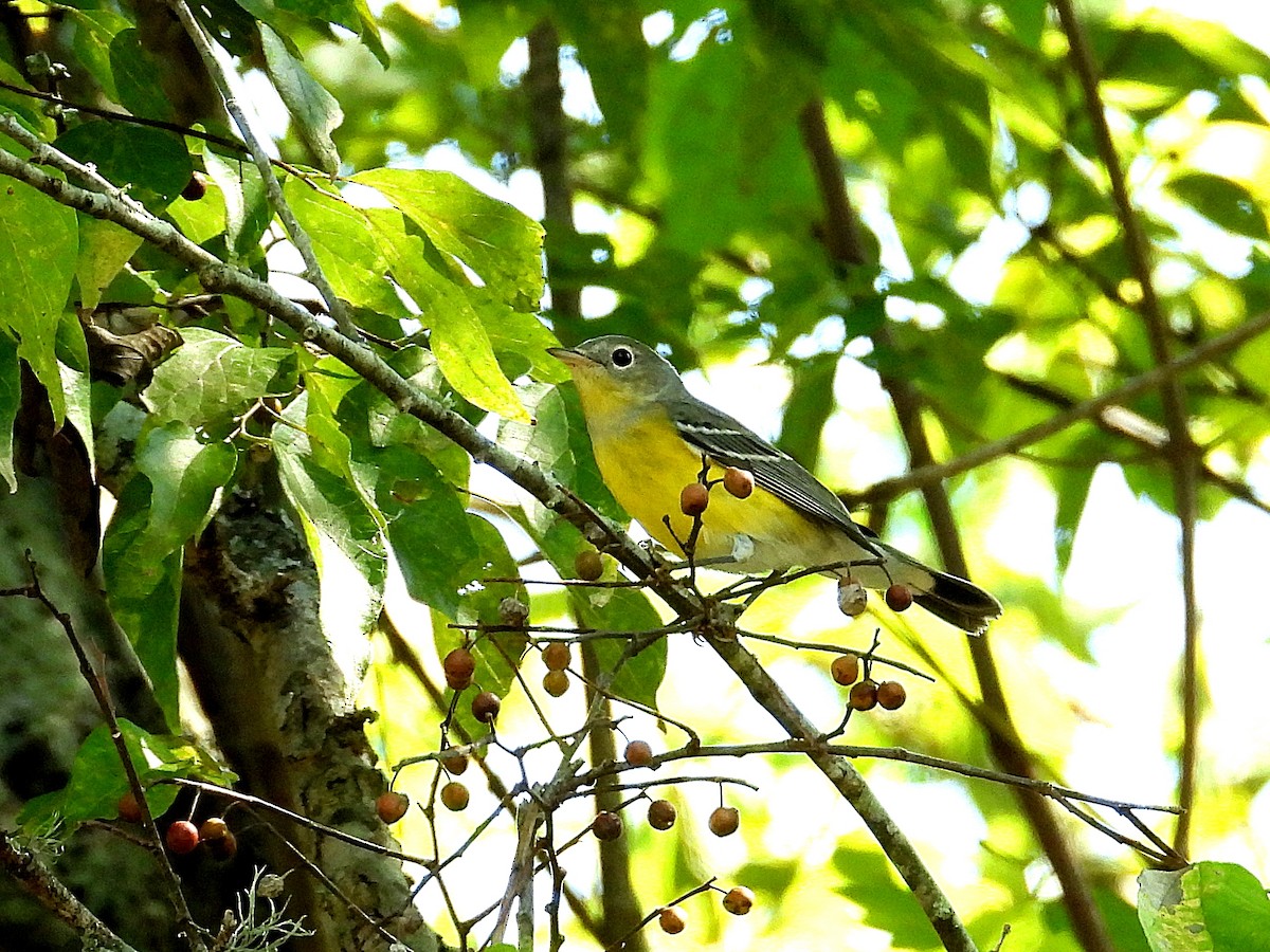 Magnolia Warbler - ML641618712