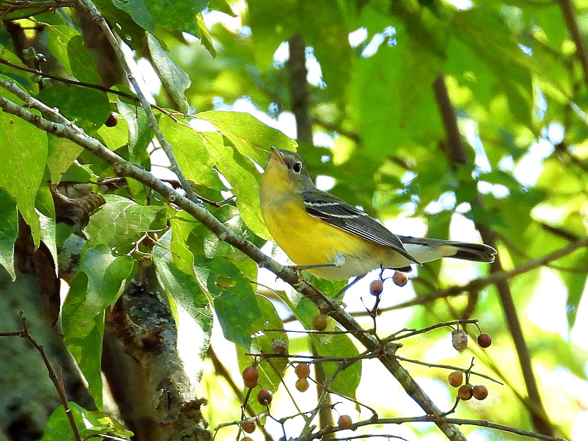 Magnolia Warbler - ML641618722