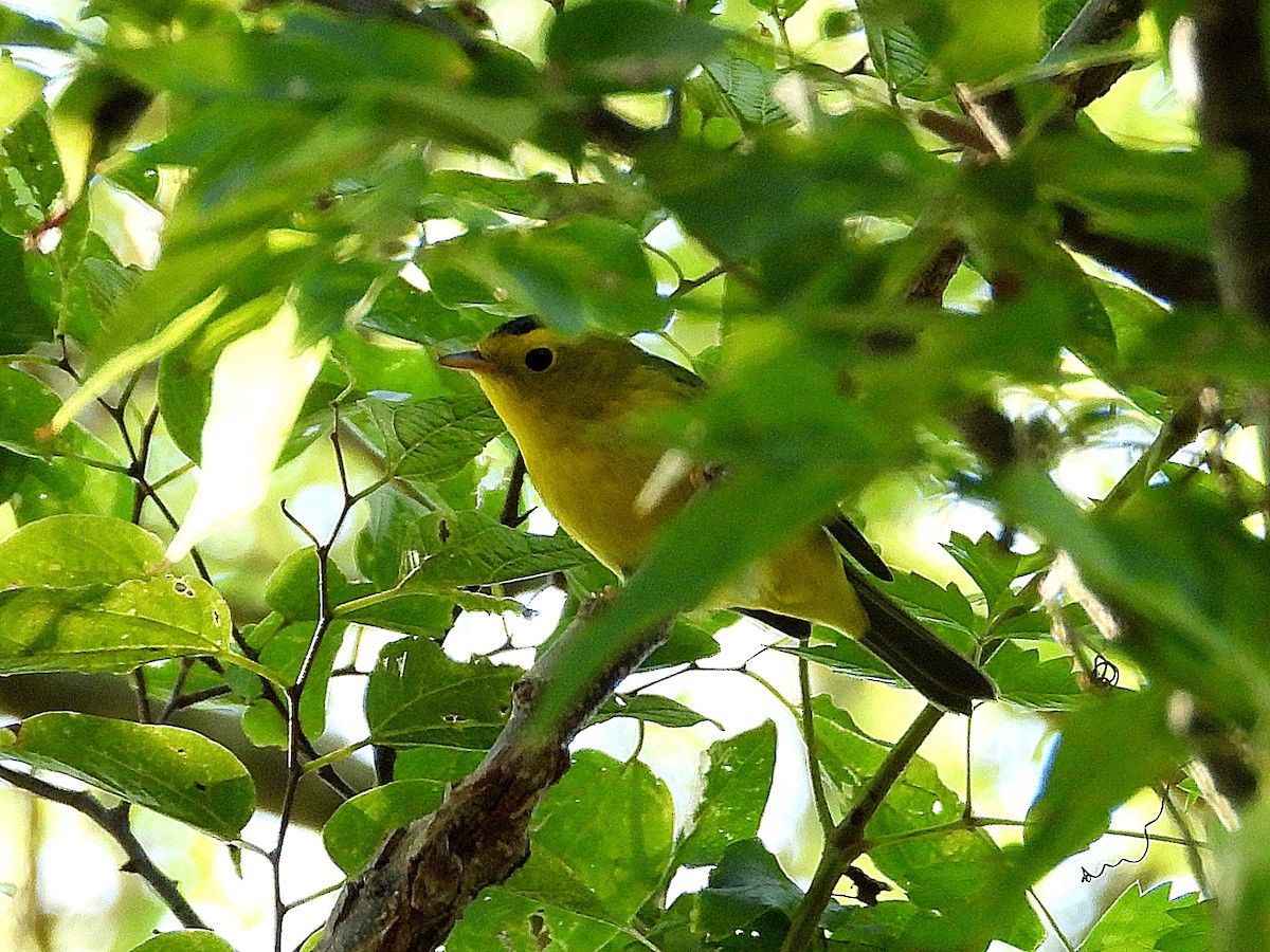 Wilson's Warbler - ML641618738