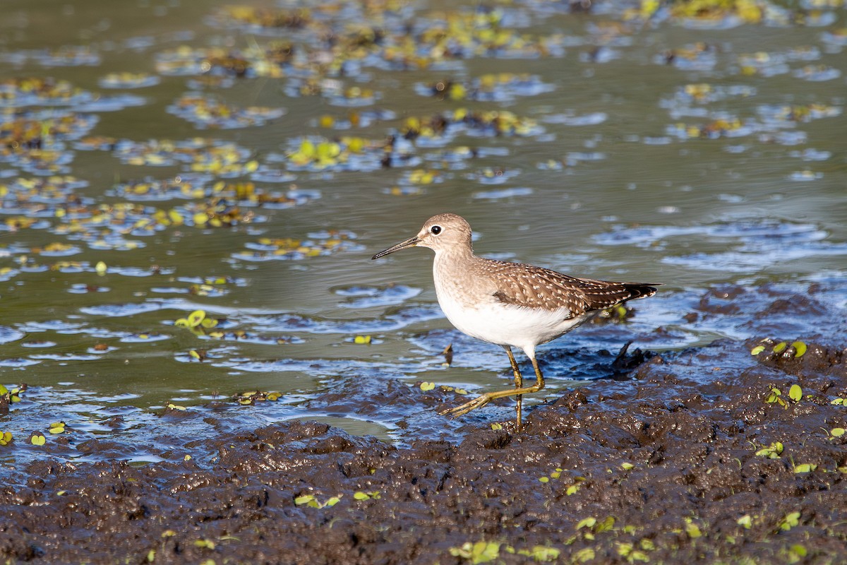 Solitary Sandpiper - ML641618757