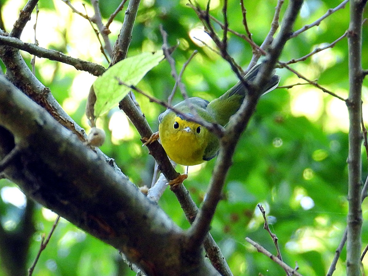 Wilson's Warbler - ML641618758