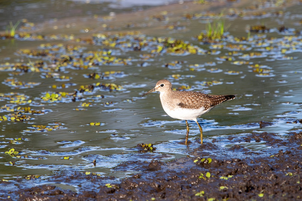 Solitary Sandpiper - ML641618761