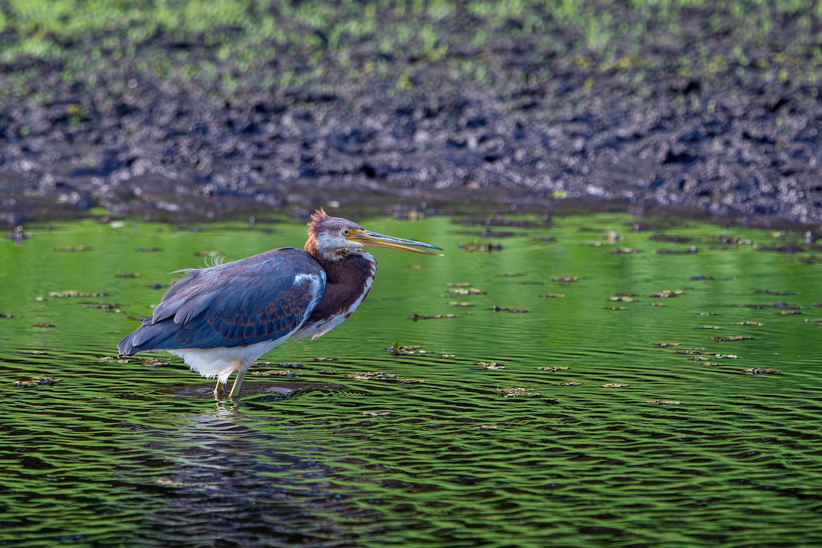 Tricolored Heron - ML641618770