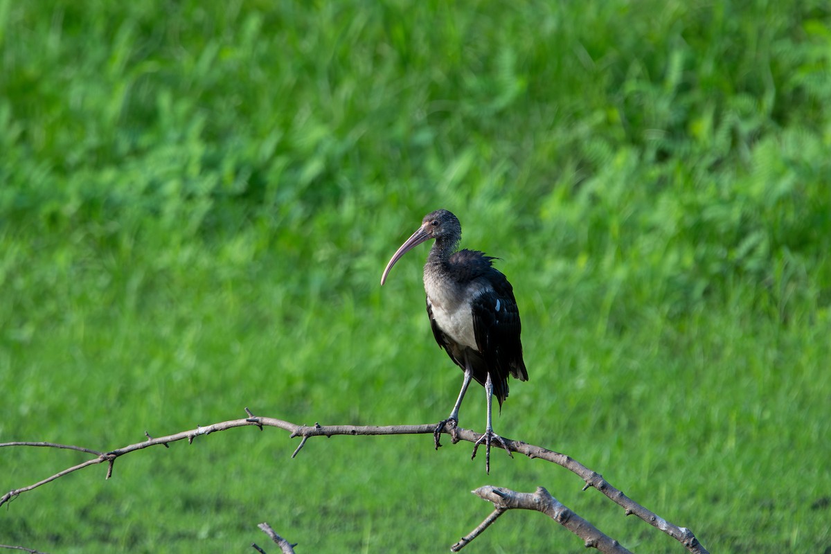 White Ibis - ML641618775