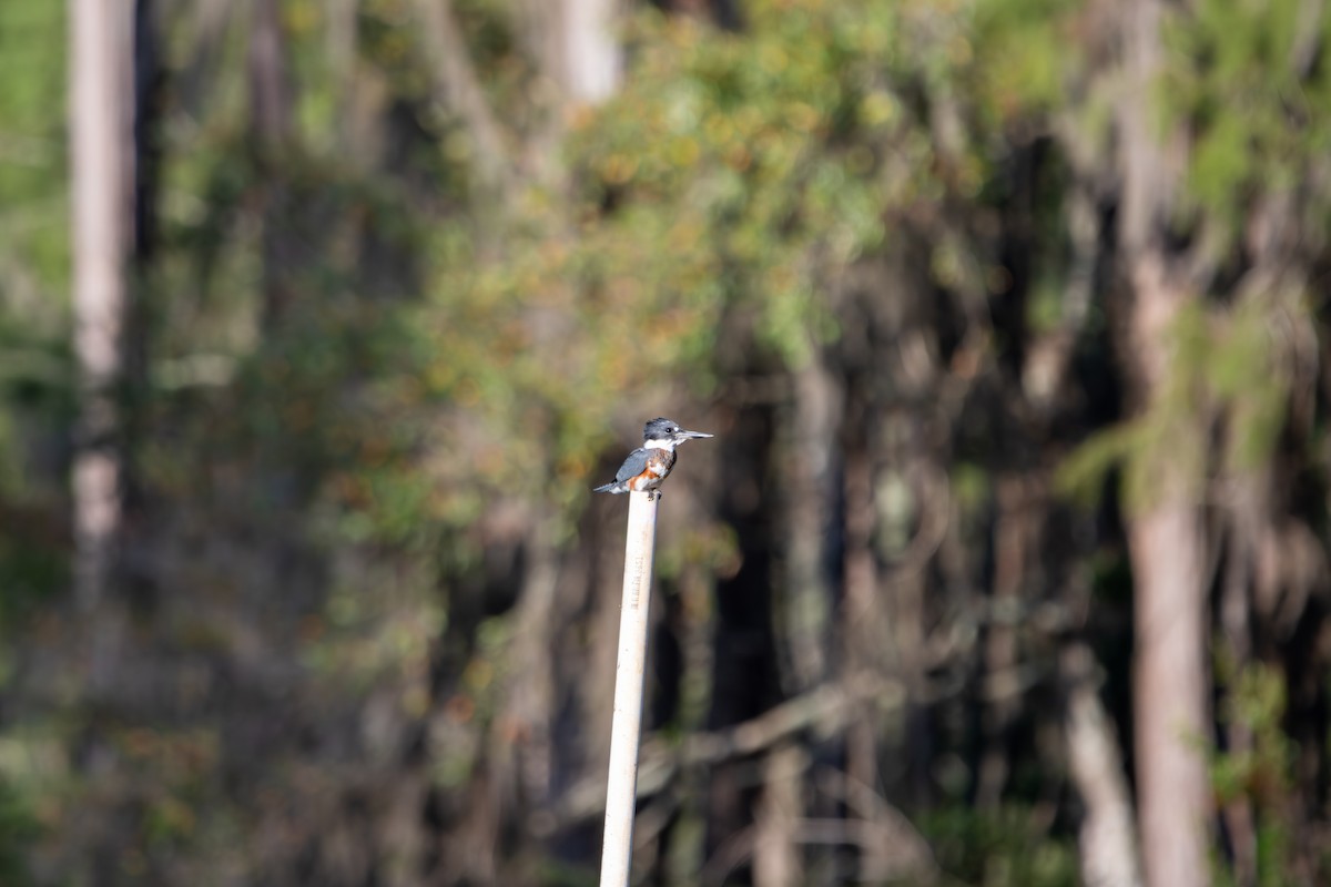 Belted Kingfisher - ML641618781