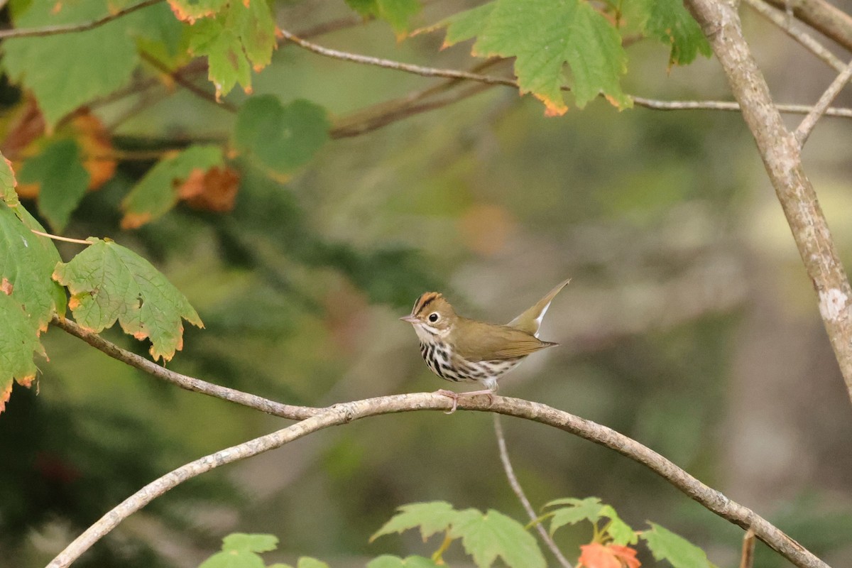 Ovenbird - ML641618790