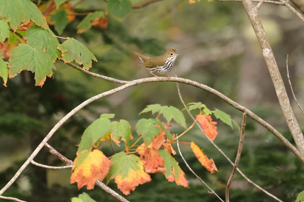 Ovenbird - ML641618791