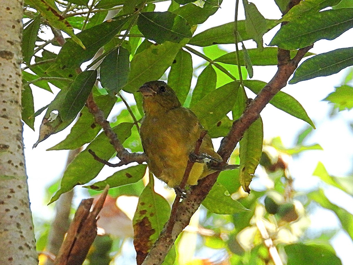 Painted Bunting - ML641618797