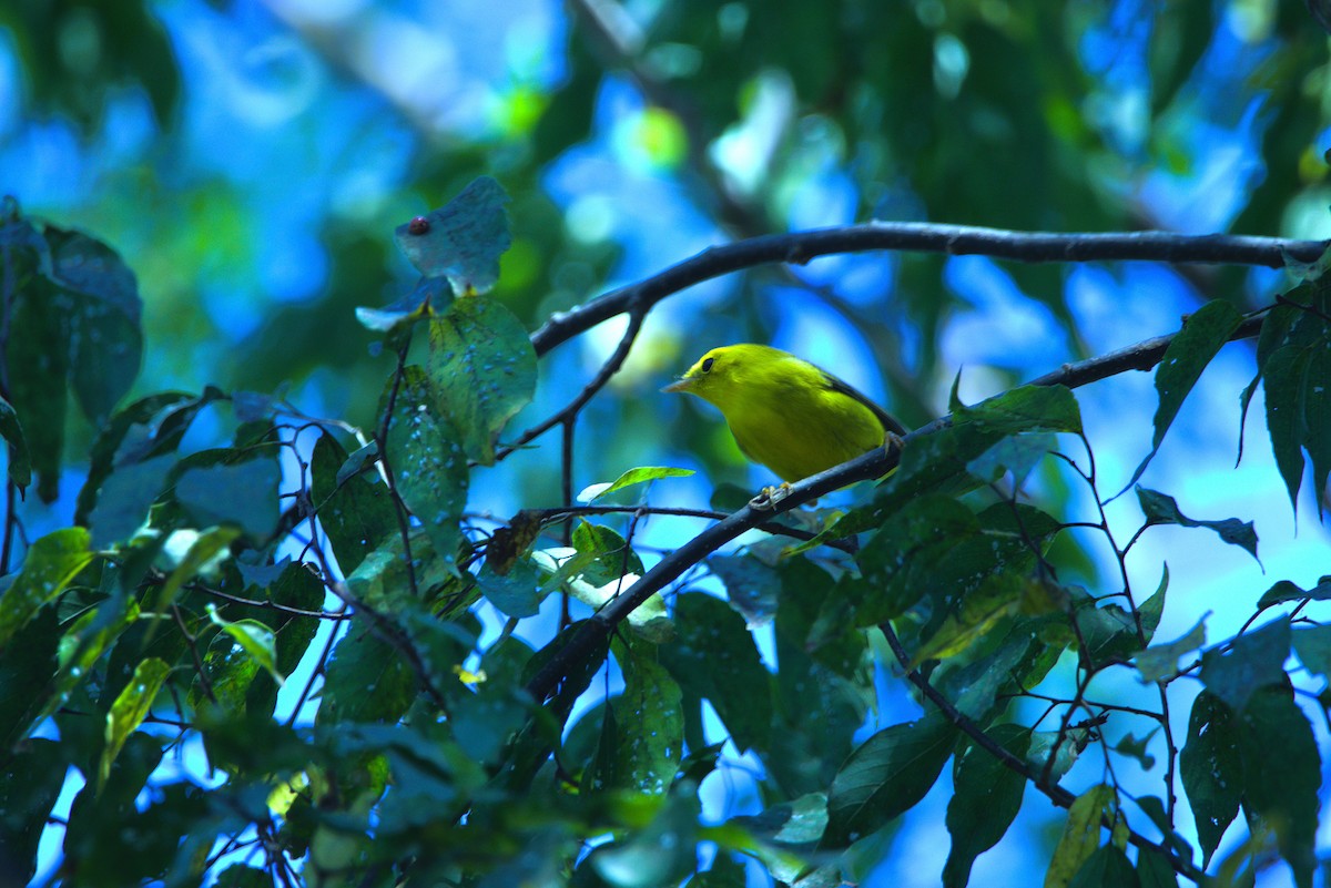 Piranga écarlate - ML641618802