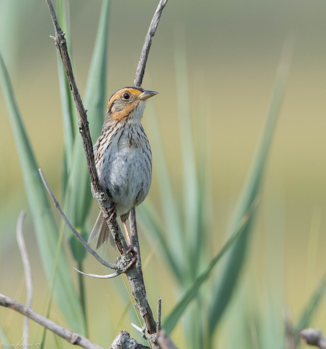 Saltmarsh Sparrow - russ ogden