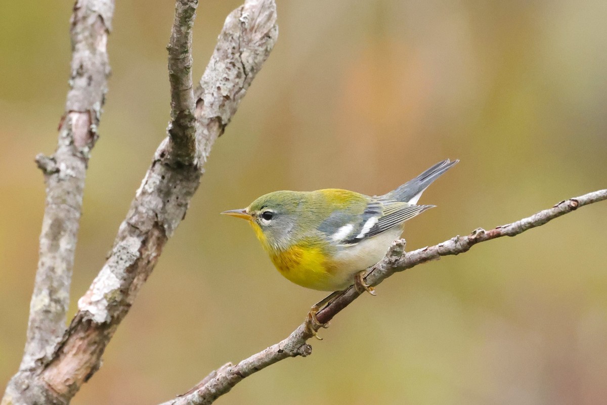Northern Parula - ML641618817