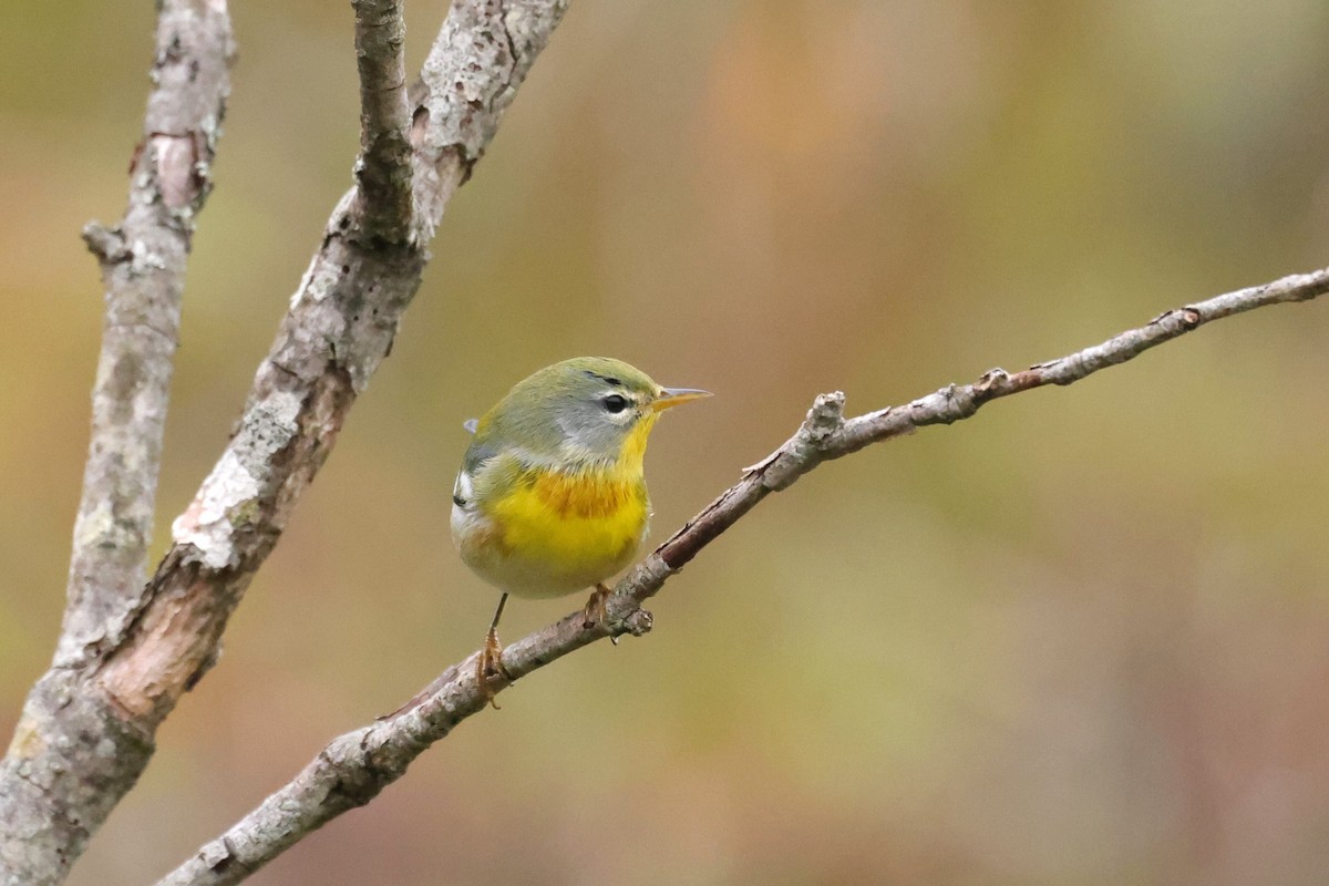 Northern Parula - ML641618818