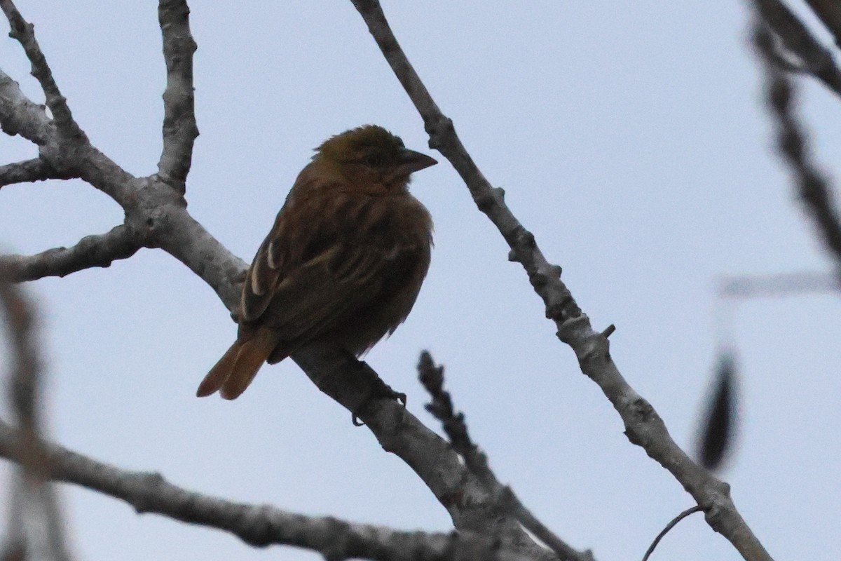 Black-headed Weaver - ML641618832