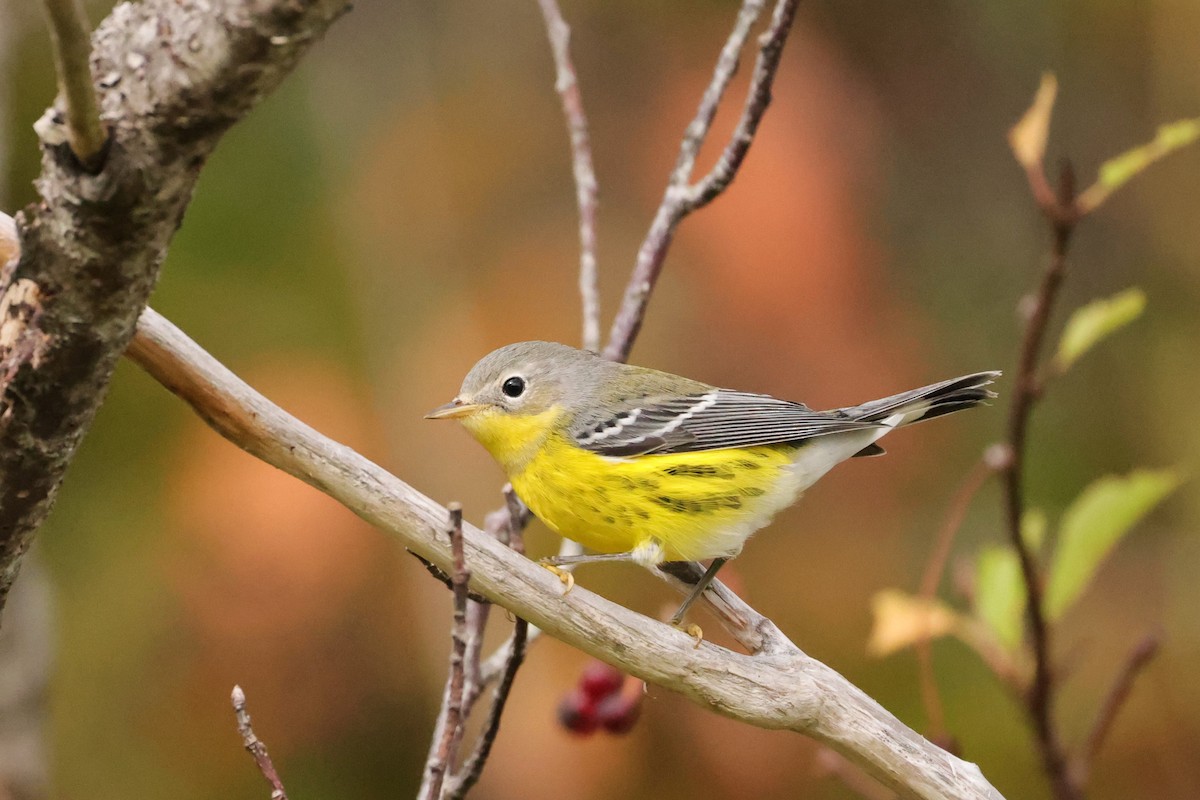 Magnolia Warbler - ML641618841