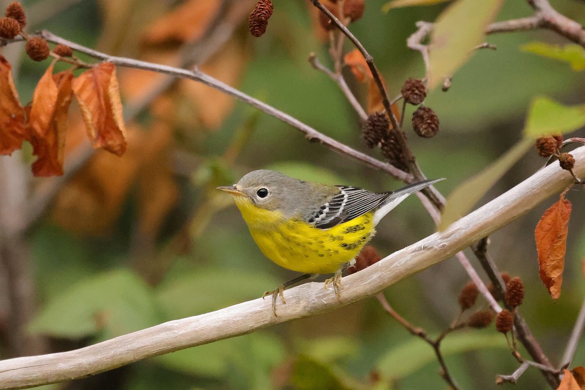 Magnolia Warbler - ML641618842