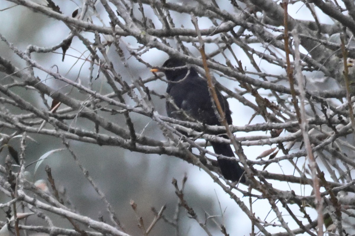 Eurasian Blackbird - ML641618843