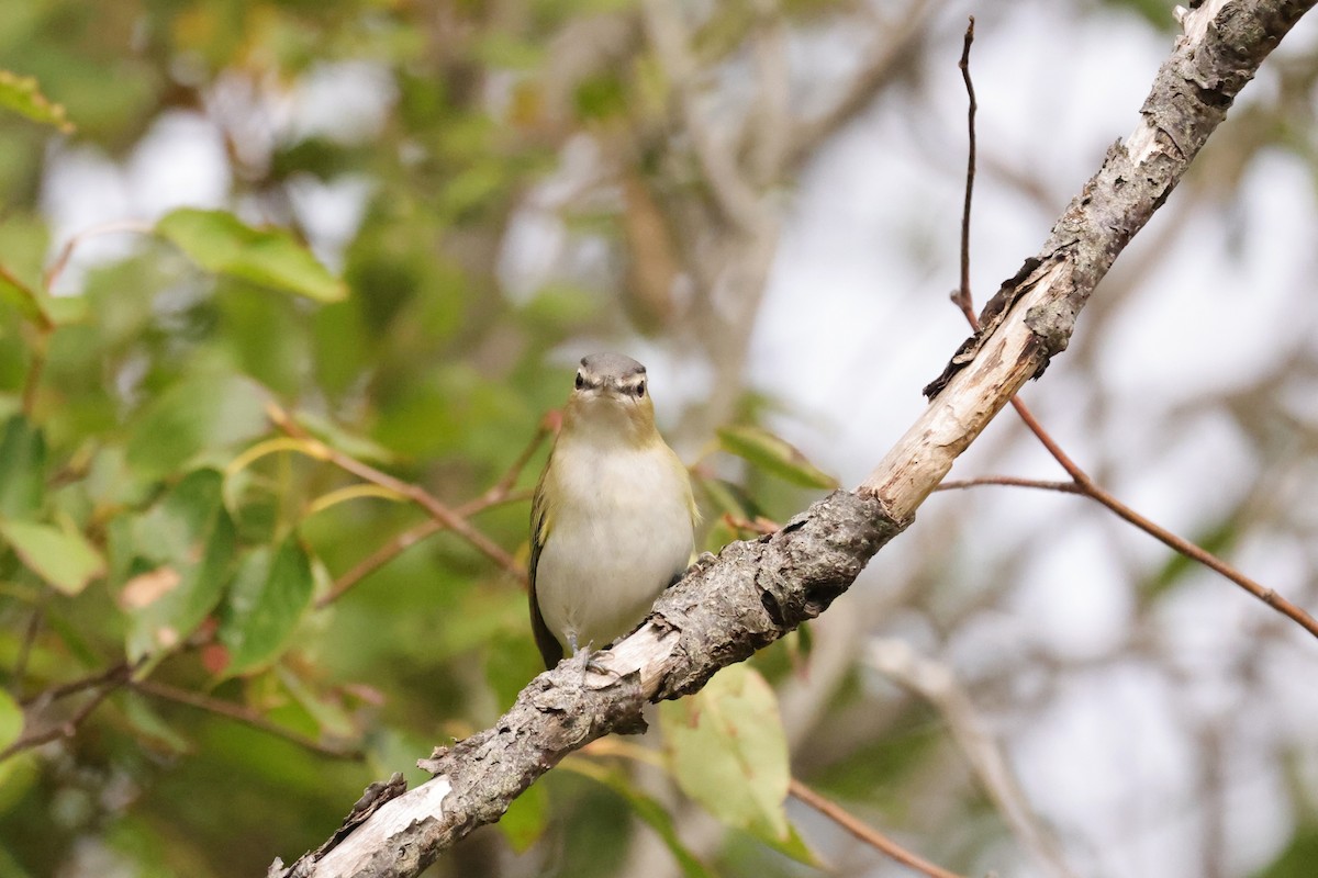 Red-eyed Vireo - ML641618851
