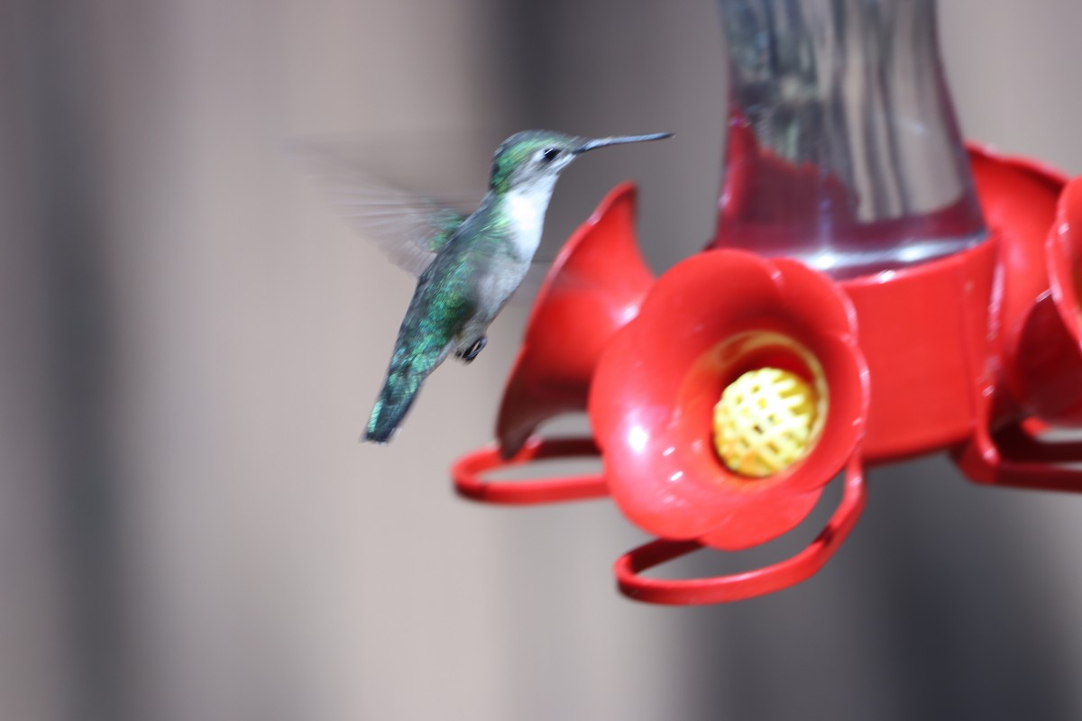 Colibri à gorge rubis - ML641618872