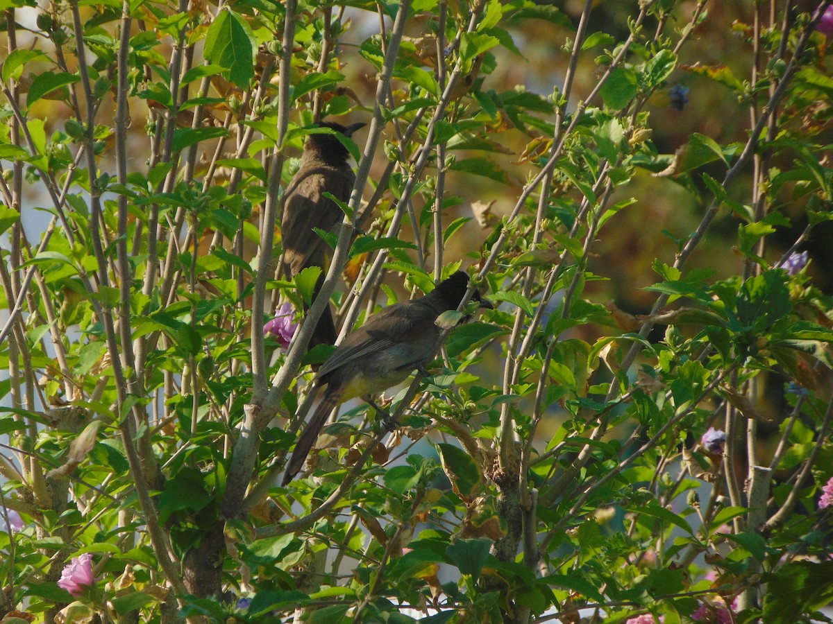 White-spectacled Bulbul - ML641618880