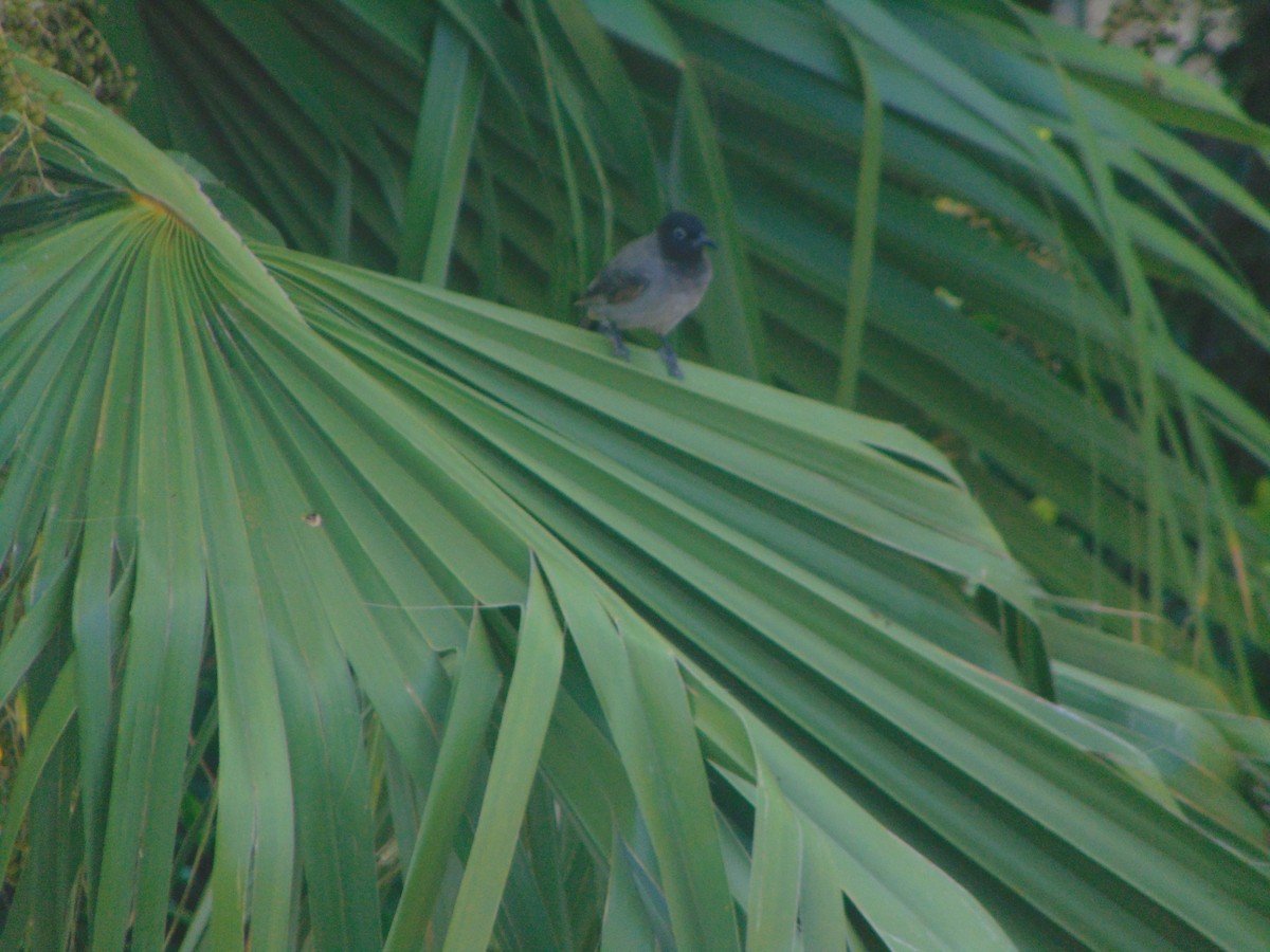 White-spectacled Bulbul - ML641618881