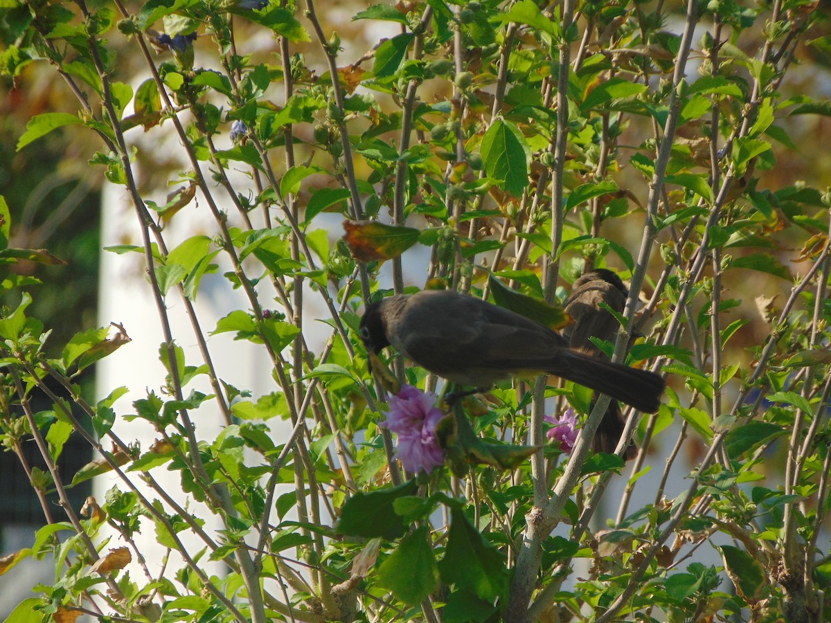 White-spectacled Bulbul - ML641618882