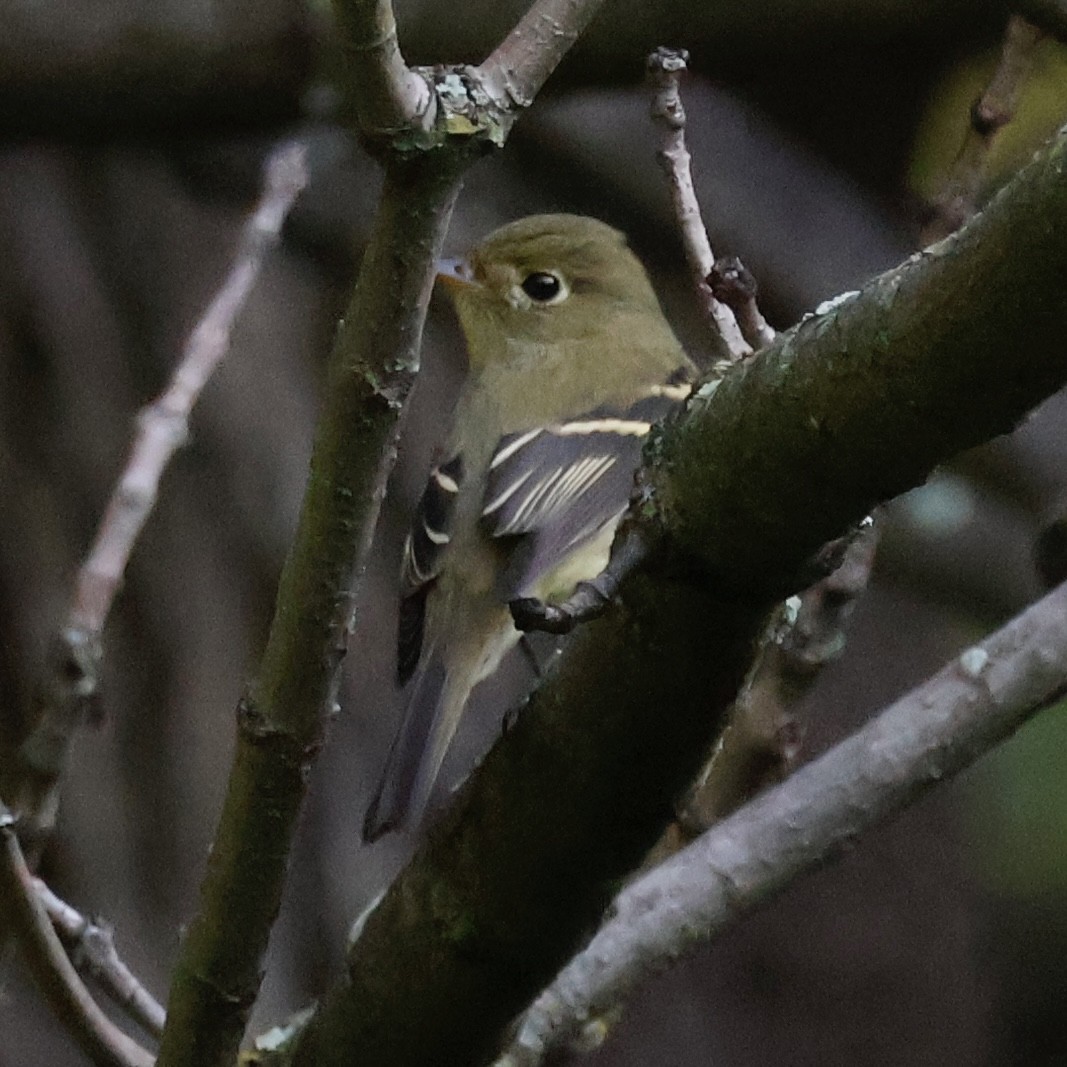 Yellow-bellied Flycatcher - ML641618886