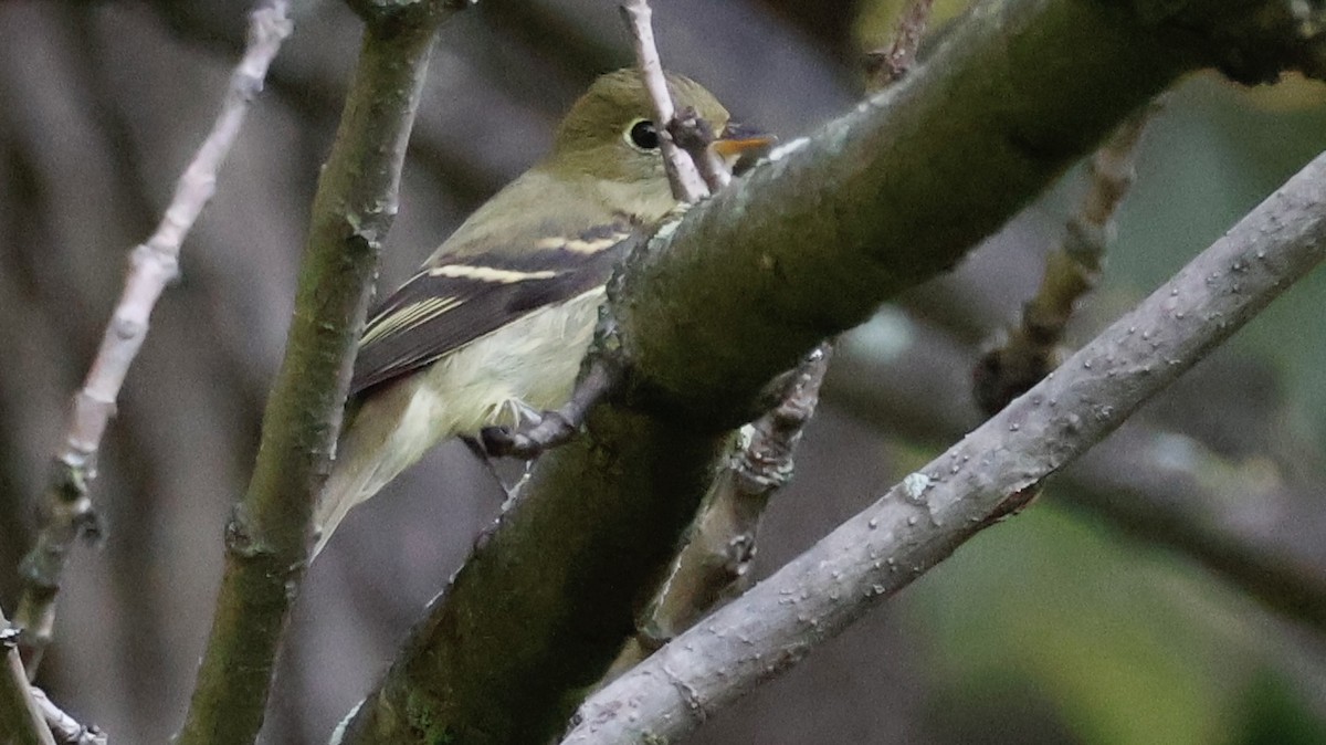 Yellow-bellied Flycatcher - ML641618887