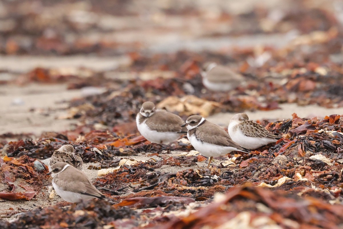 Semipalmated Plover - ML641618905