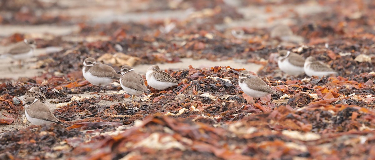 Semipalmated Plover - ML641618906