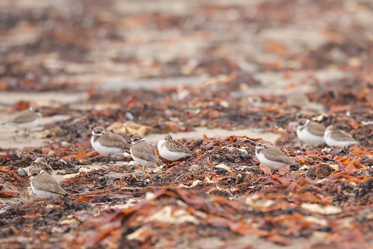 Semipalmated Plover - ML641618908