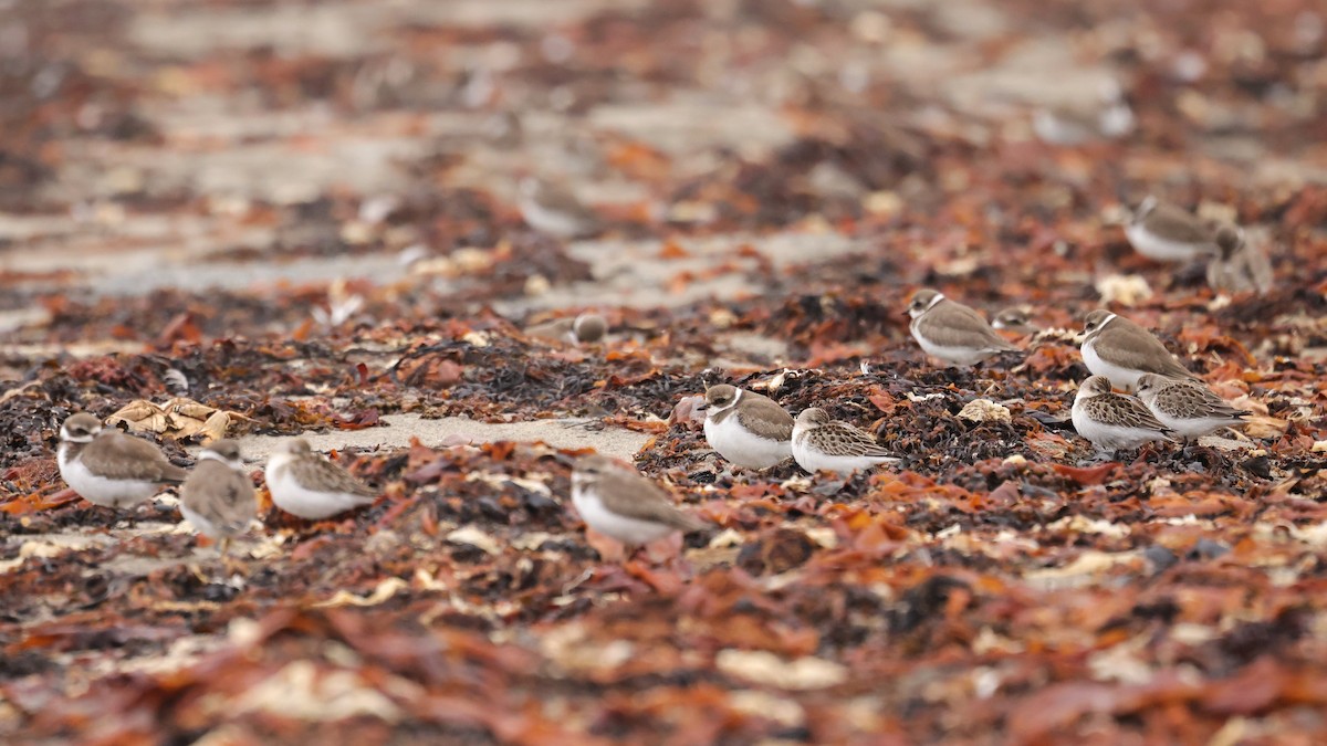 Semipalmated Plover - ML641618909