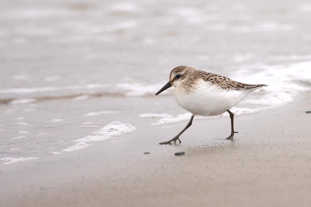 Semipalmated Sandpiper - ML641618917