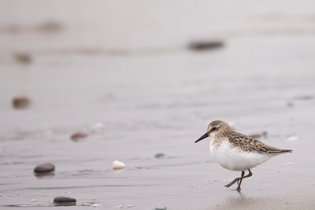 Semipalmated Sandpiper - ML641618918