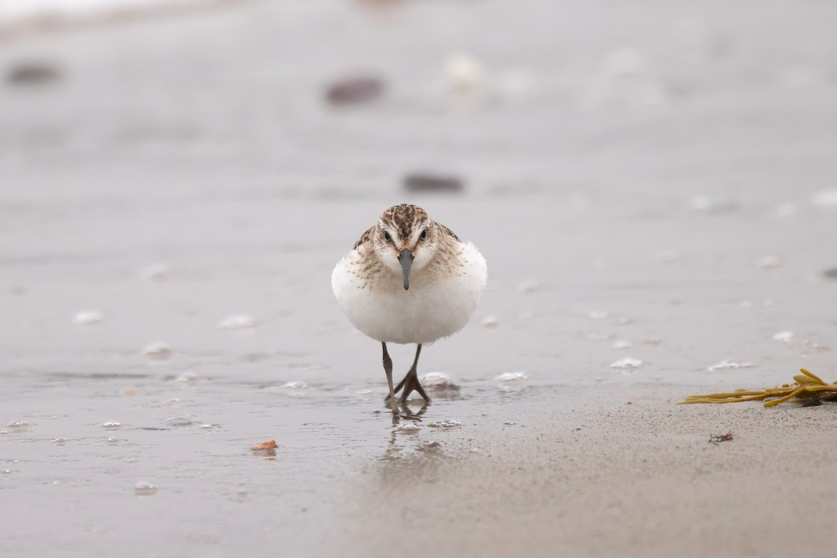 Semipalmated Sandpiper - ML641618919