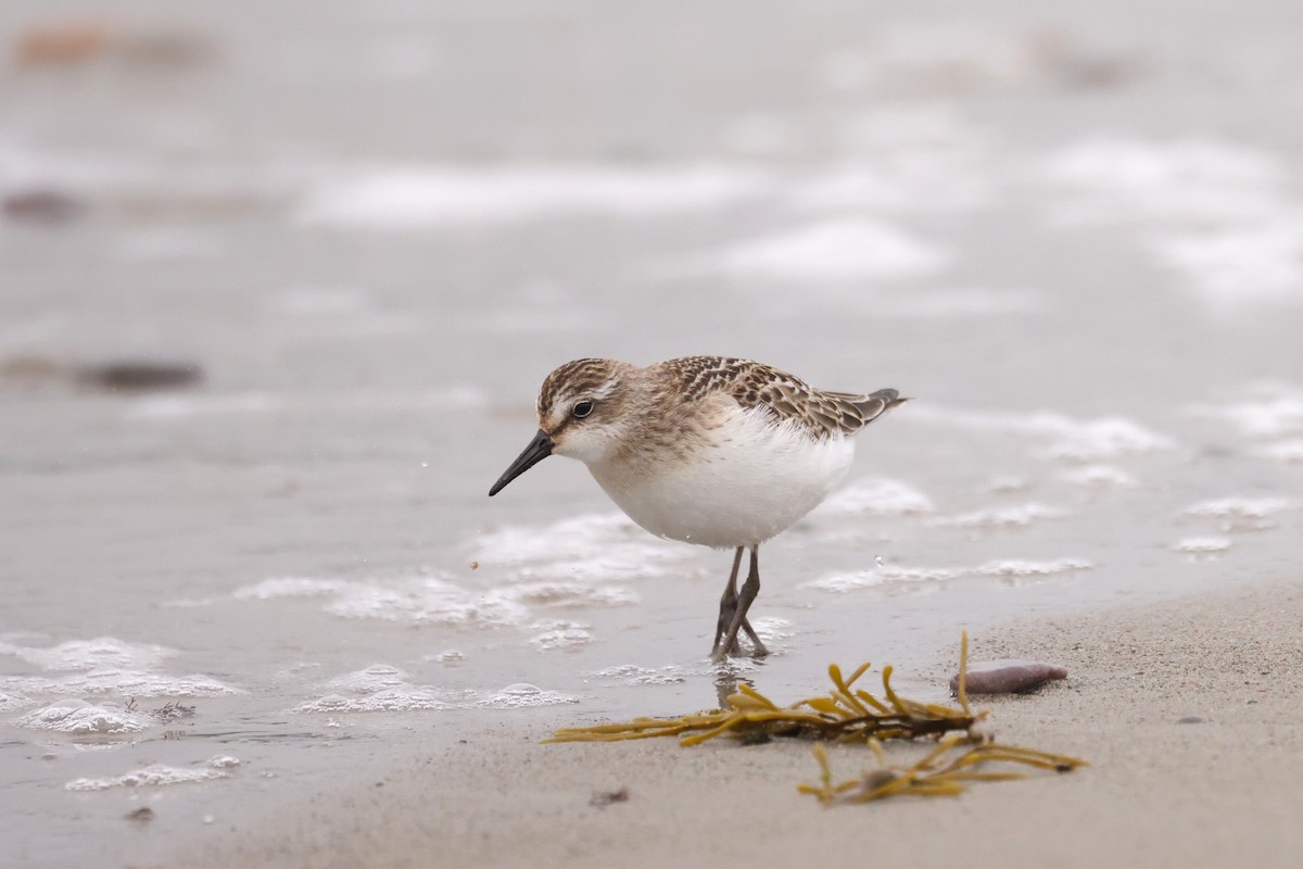 Semipalmated Sandpiper - ML641618920
