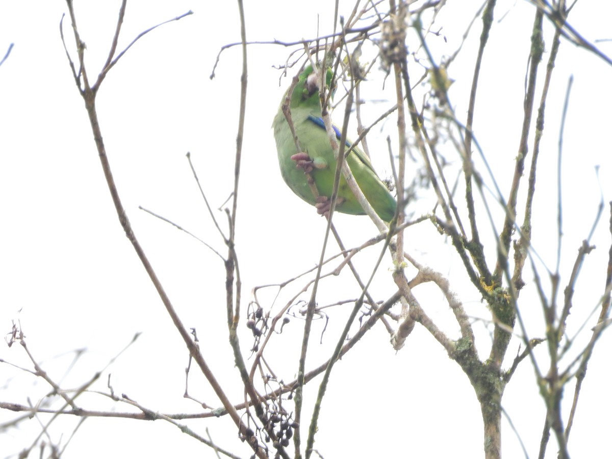 Spectacled Parrotlet - ML641618931