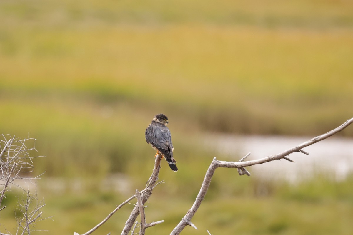 Merlin - ML641618941