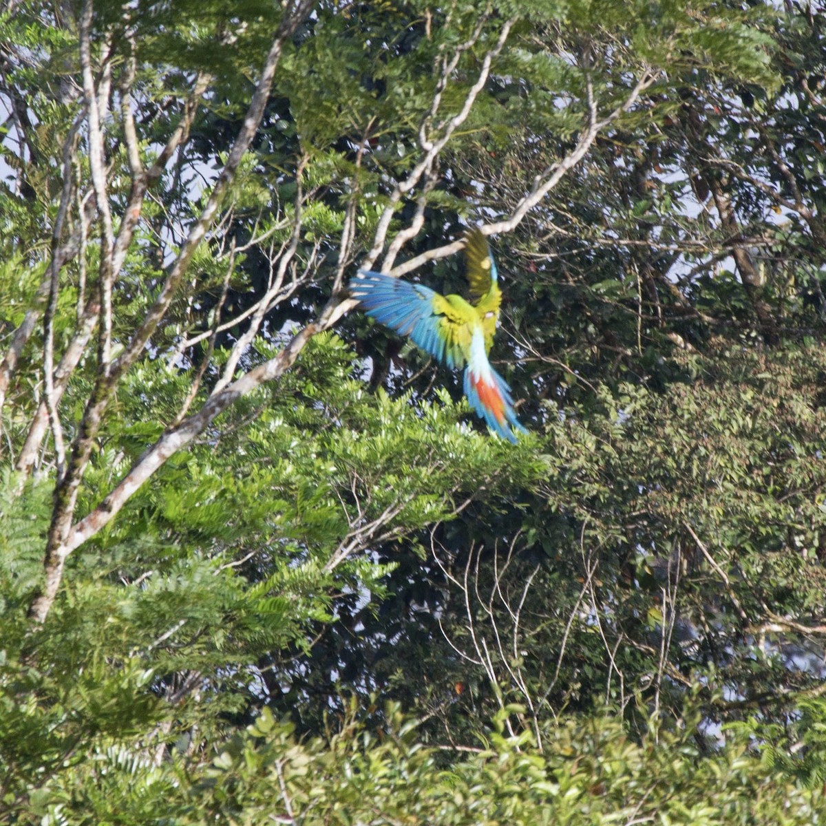 Great Green Macaw - ML641618959