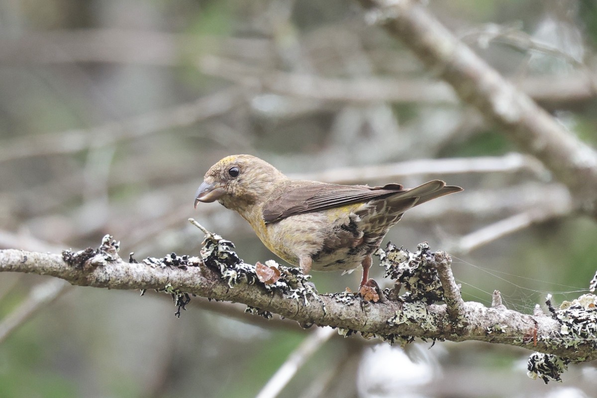 Red Crossbill - ML641618961