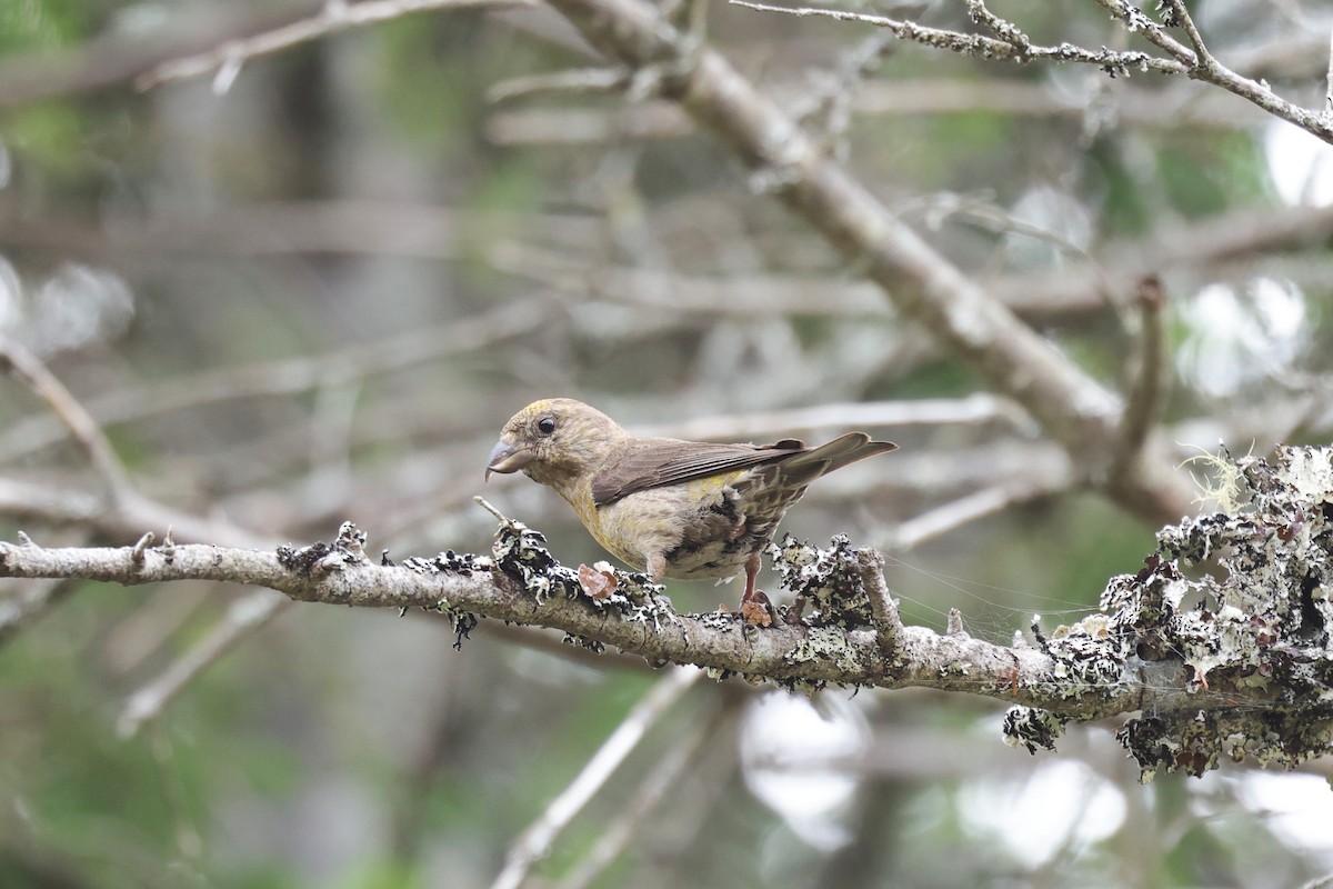 Red Crossbill - ML641618962